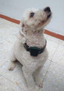 gps perro blanco