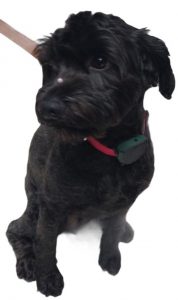 perro negro gps