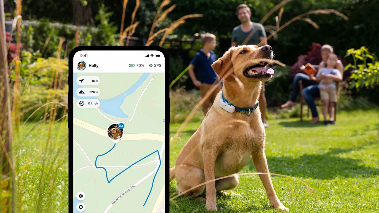 GPS para perros en Colombia - GPS Tractive - Rastreo en Tiempo